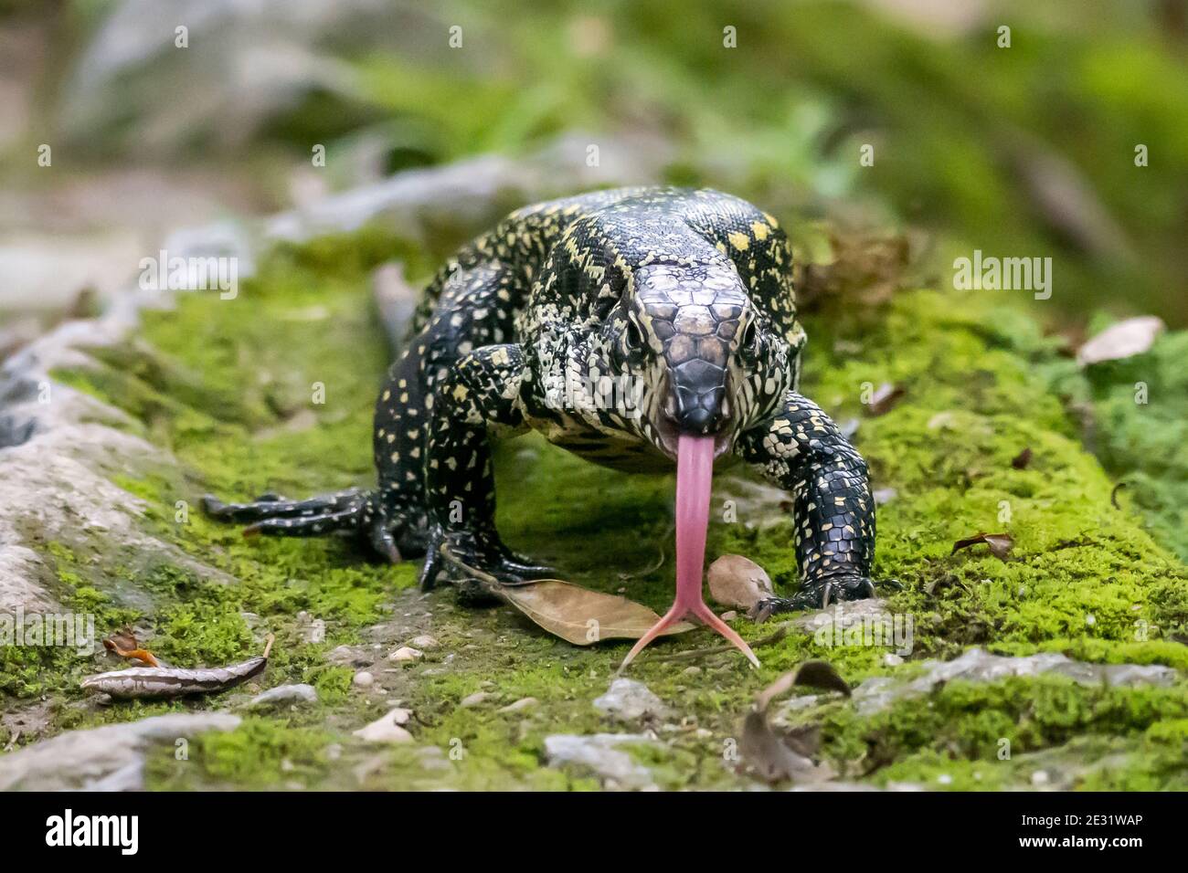 Teju lizard on the rainforest ground in Serrinha do Alambari Ecological Reserve, Rio de Janeiro, Brazil Stock Photo