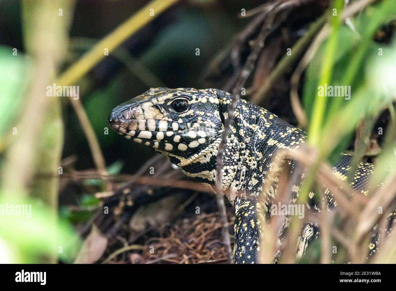 Teju lizard on the rainforest ground in Serrinha do Alambari Ecological Reserve, Rio de Janeiro, Brazil Stock Photo