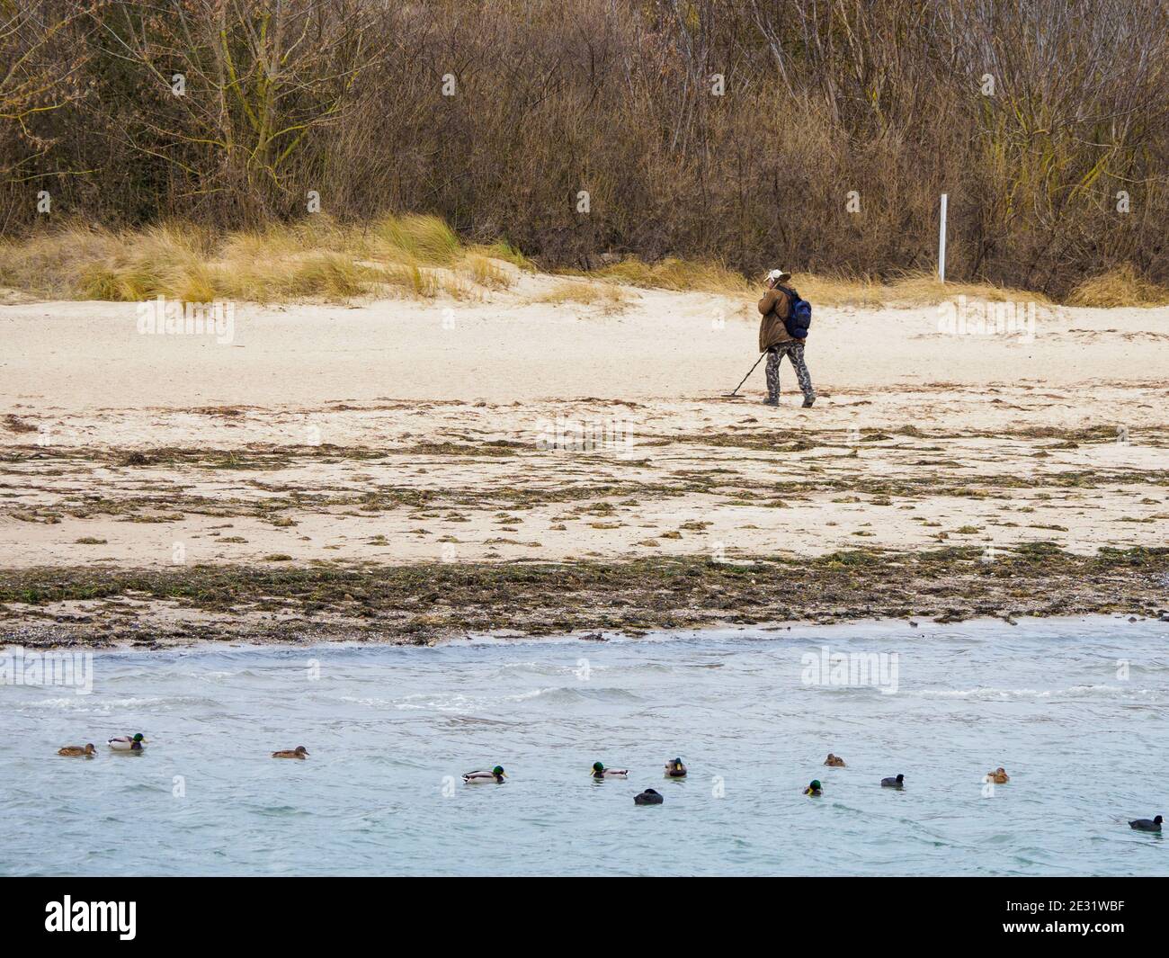 a man searches the beach with a metal detector Stock Photo - Alamy