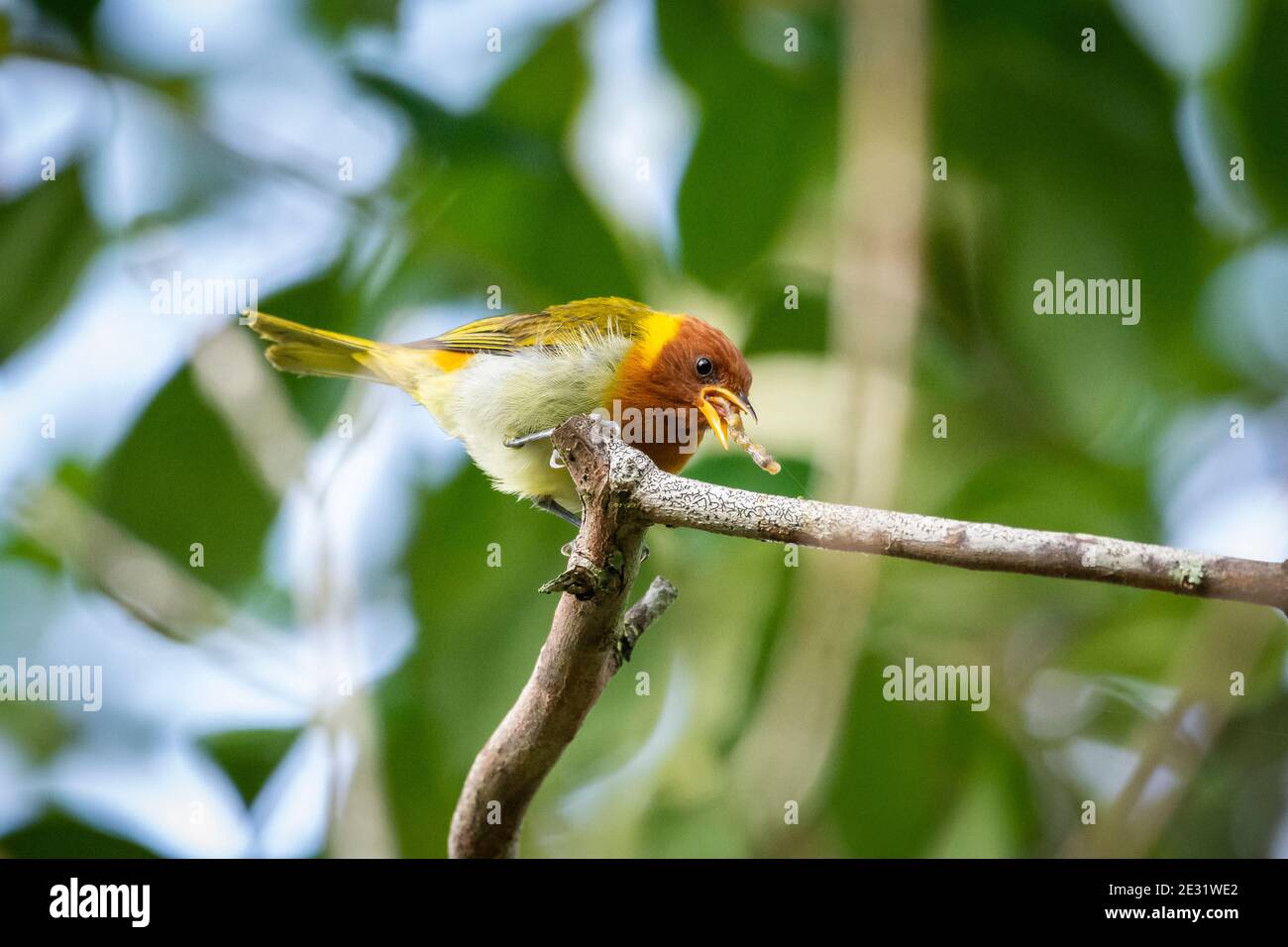 Beautiful colorful tropical bird eating caterpillar in the rainforest, Serrinha do Alambari