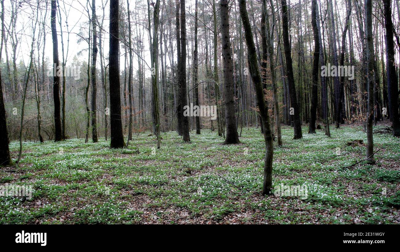 spring pine forest with a green carpet of anemone flowers Stock Photo
