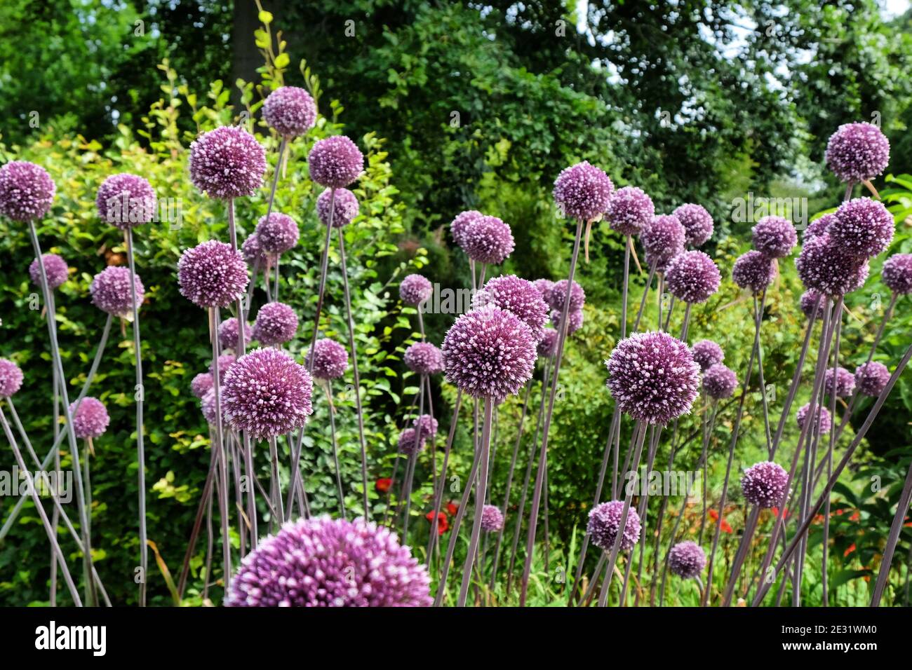 Allium 'summer drummer' in bloom in the summer months Stock Photo Alamy