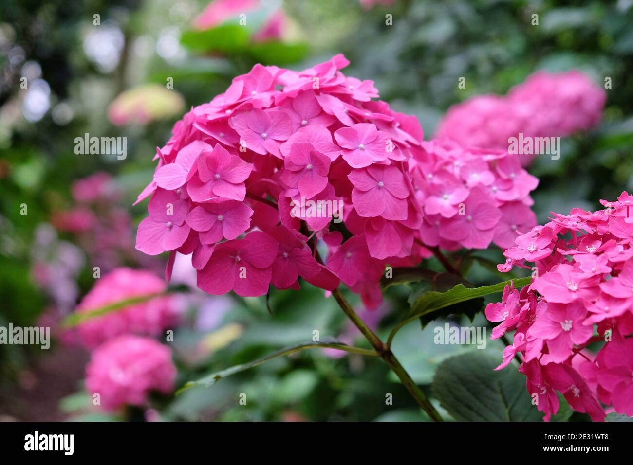 Pink mophead hydrangea flowers in bloom during the summer months Stock Photo