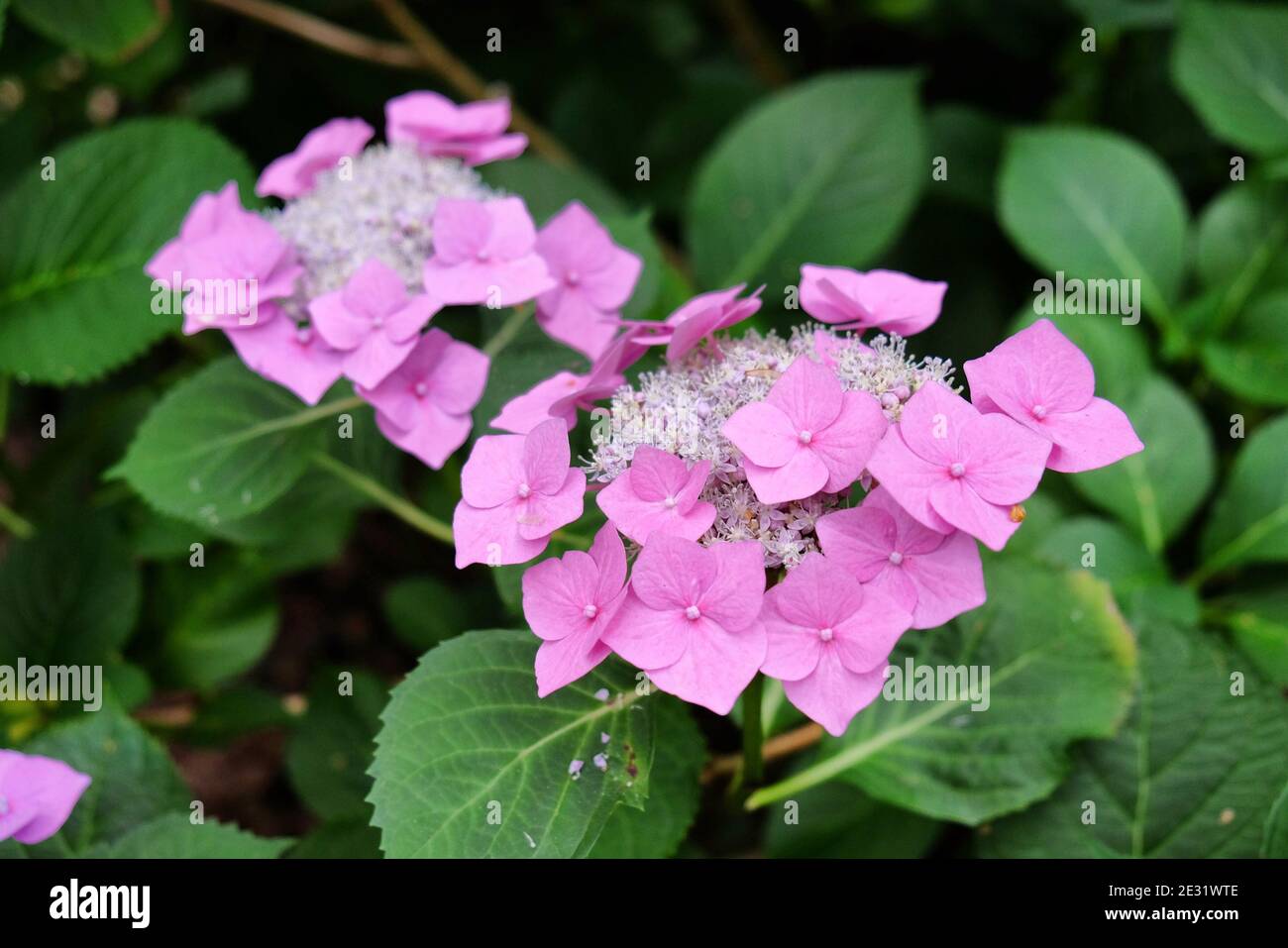 Lace cap hydrangea hires stock photography and images Alamy