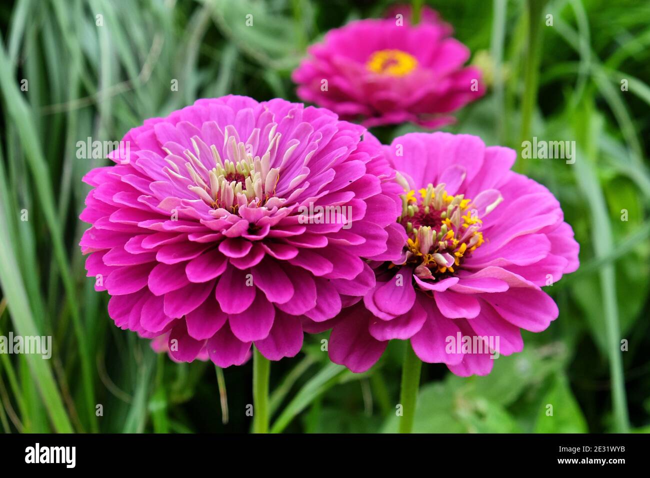 Pink Common Zinnia Zinnia Elegans Purple Prince In Flower During The Summer Months Stock Photo Alamy Pink Common Zinnia Zinnia Elegans Purple Prince In Flower During The Summer Months Stock Photo Alamy