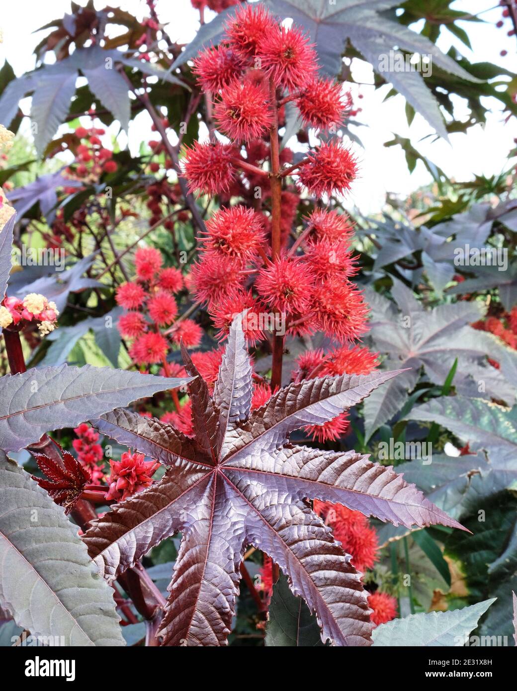 Castor Bean Plant Hi res Stock Photography And Images Alamy Castor Bean Plant Hi res Stock Photography And Images Alamy