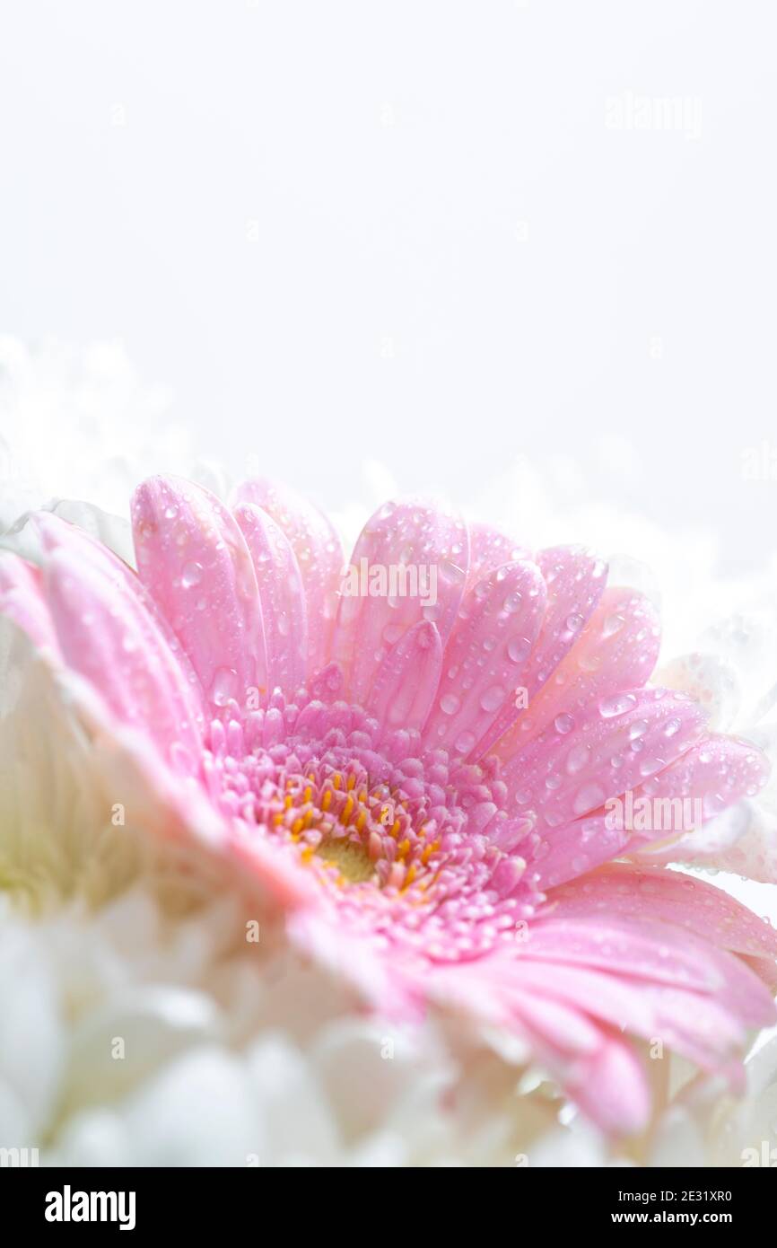 Still life of flowers on white background Stock Photo - Alamy