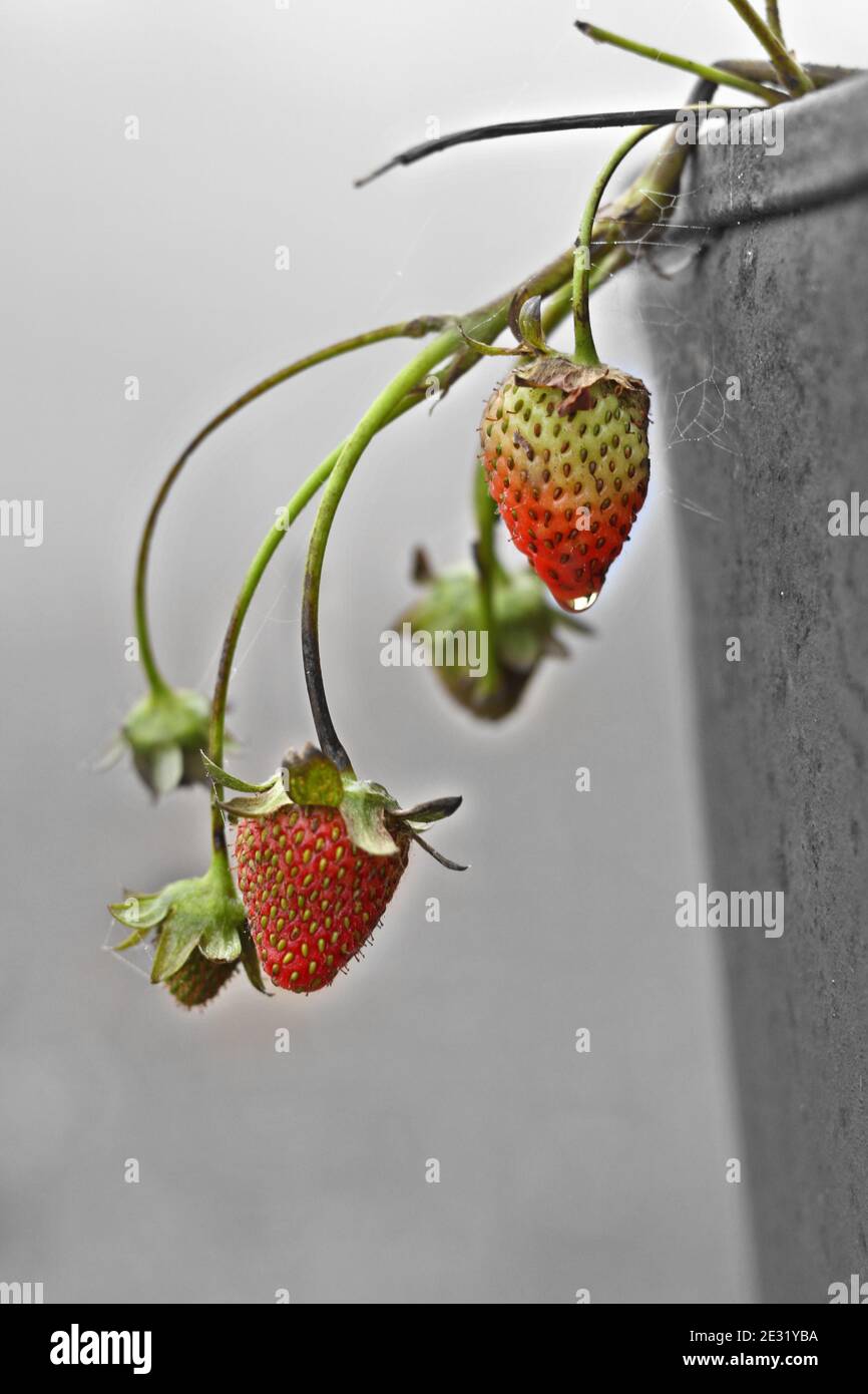 Fresh strawberries and a dewdrop, somewhere in mountainous Crete island, in Greece, Europe. Stock Photo