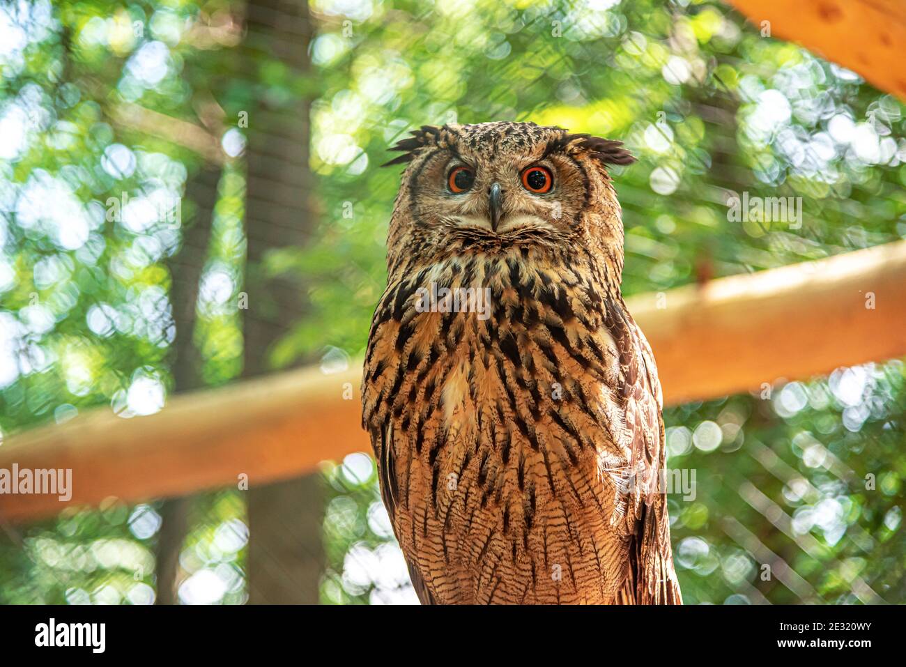 Owl on a branch in the forest Stock Photo