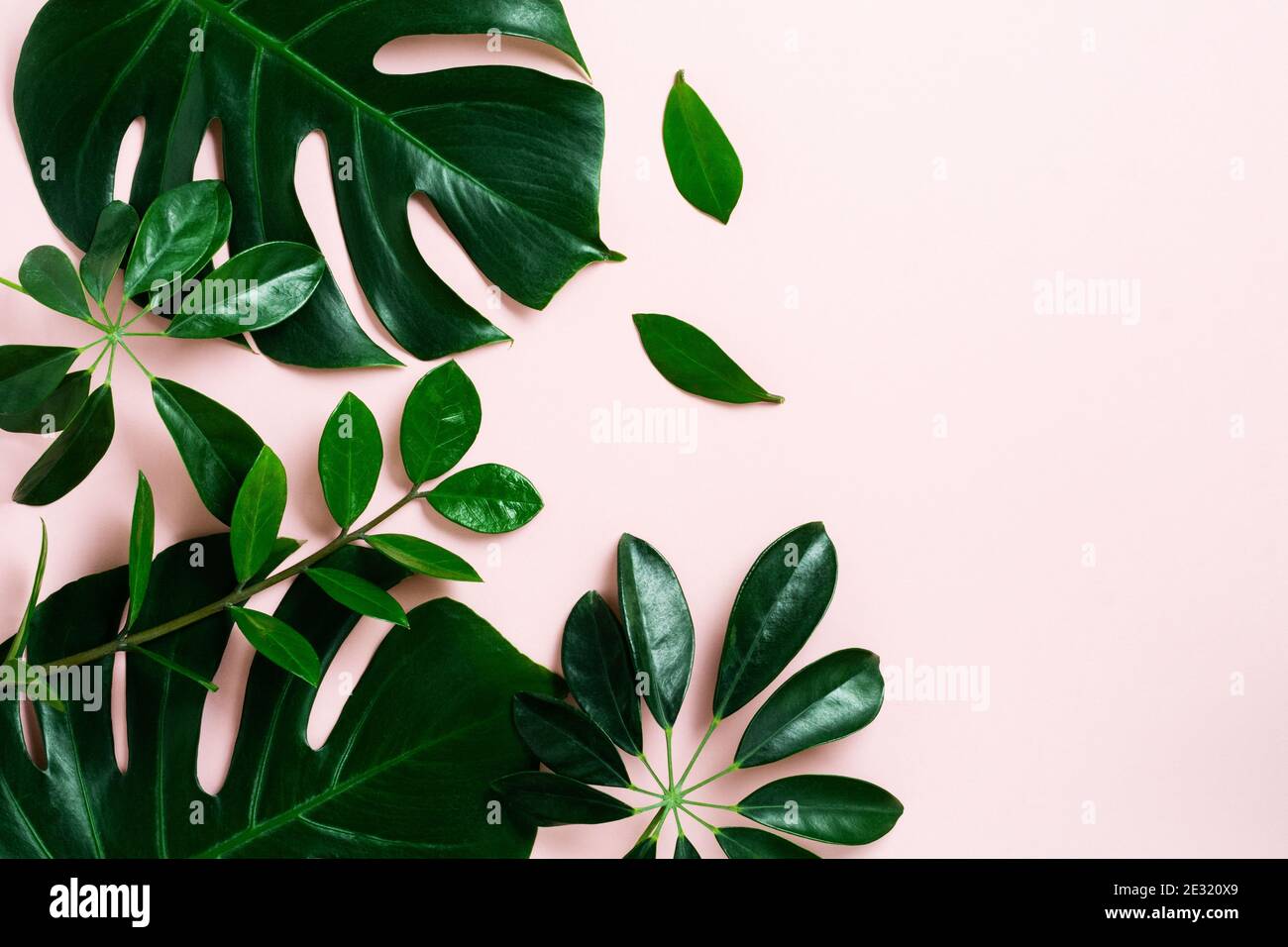 Tropical palm leaf frame on pink background with copy space. Flat lay ...