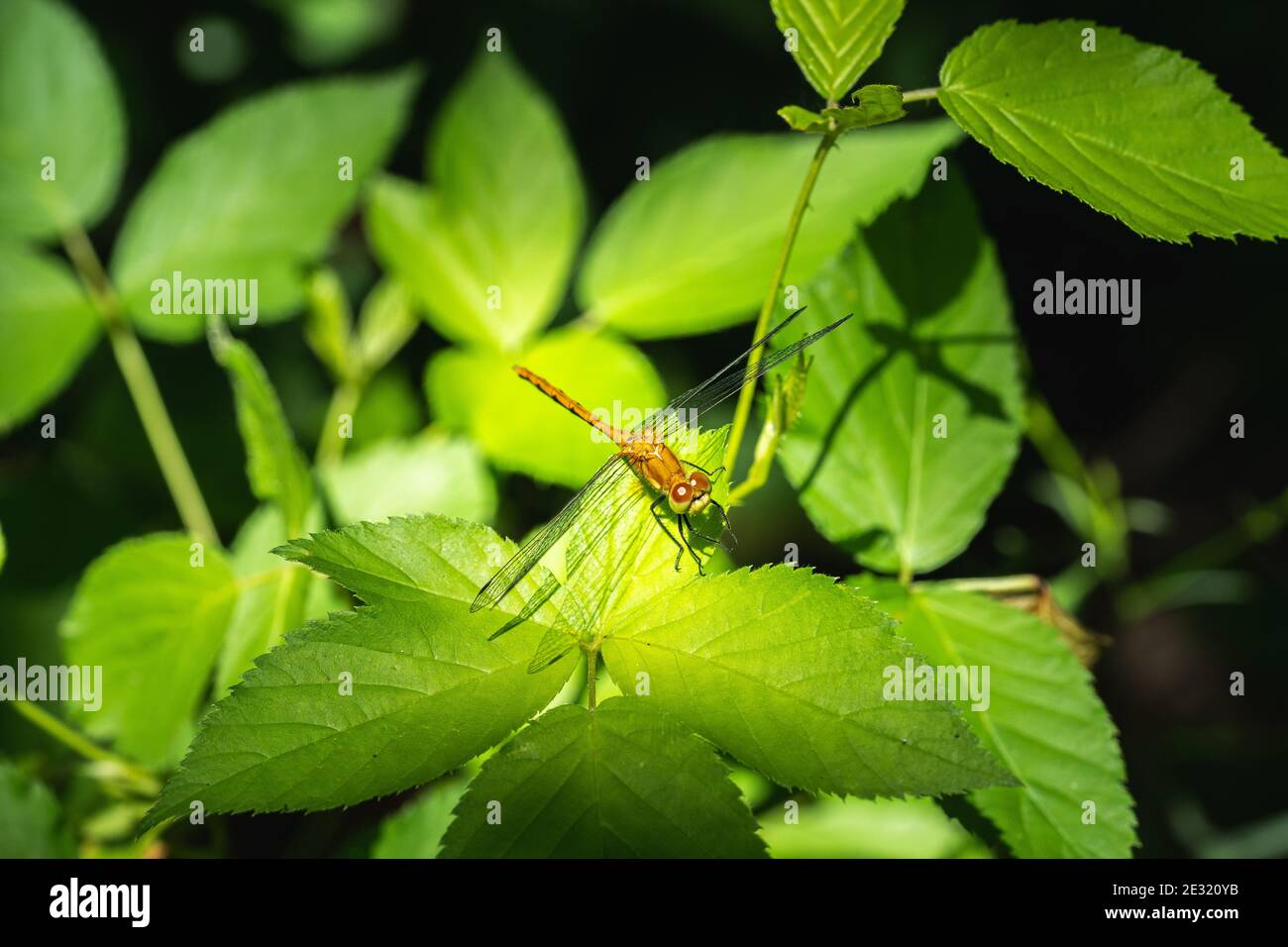 orange dragonfly sitting on a leaf in a patch of sunlight Stock Photo ...