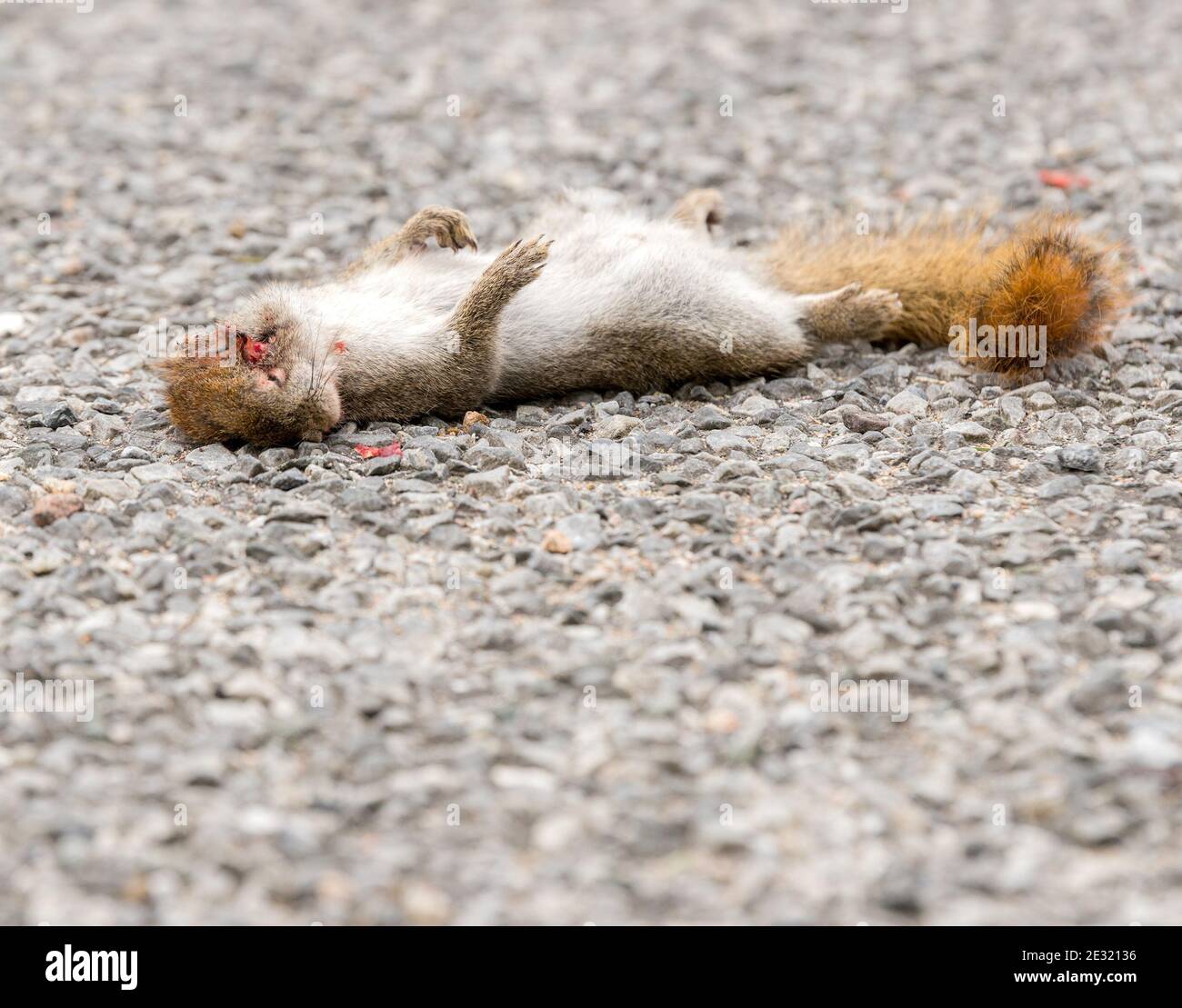 A small dead squirrel lying in the road. He lies upside down. His head