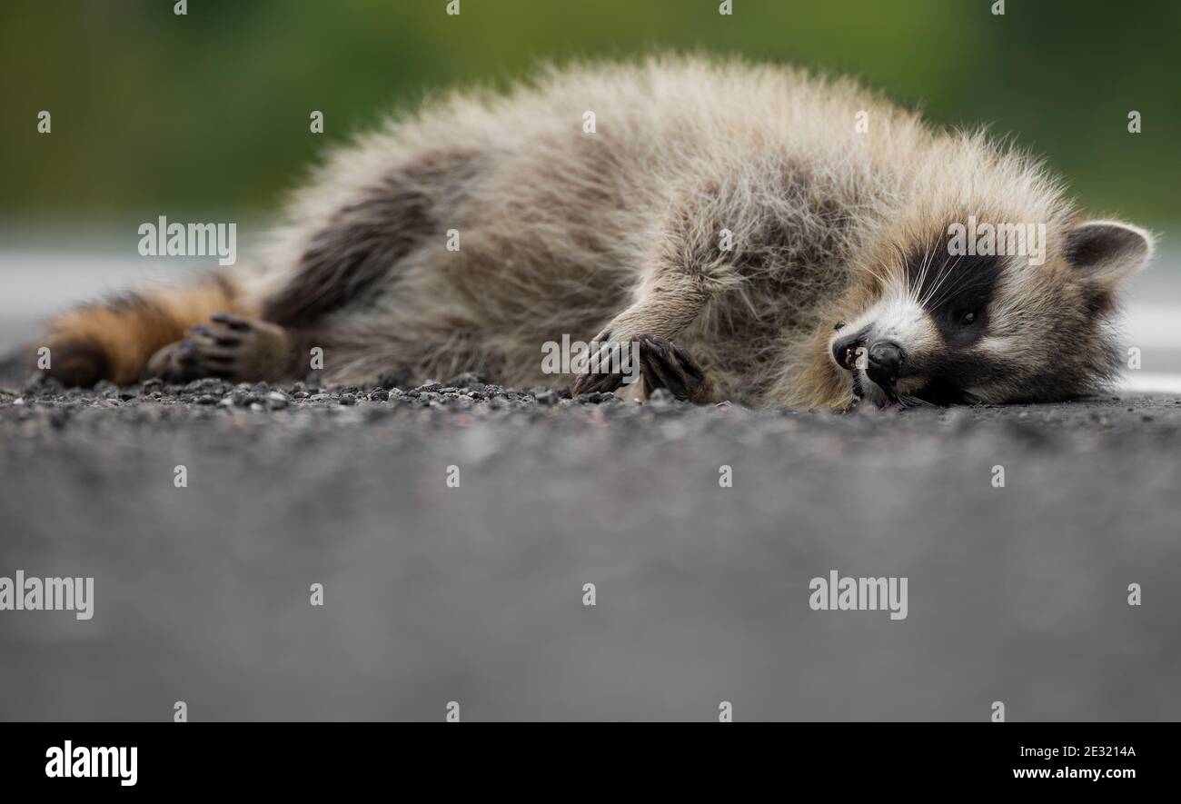 Low angle view of a dead raccoon lying on the side of the road. A fly can be seen on his chin. Room for text. Stock Photo