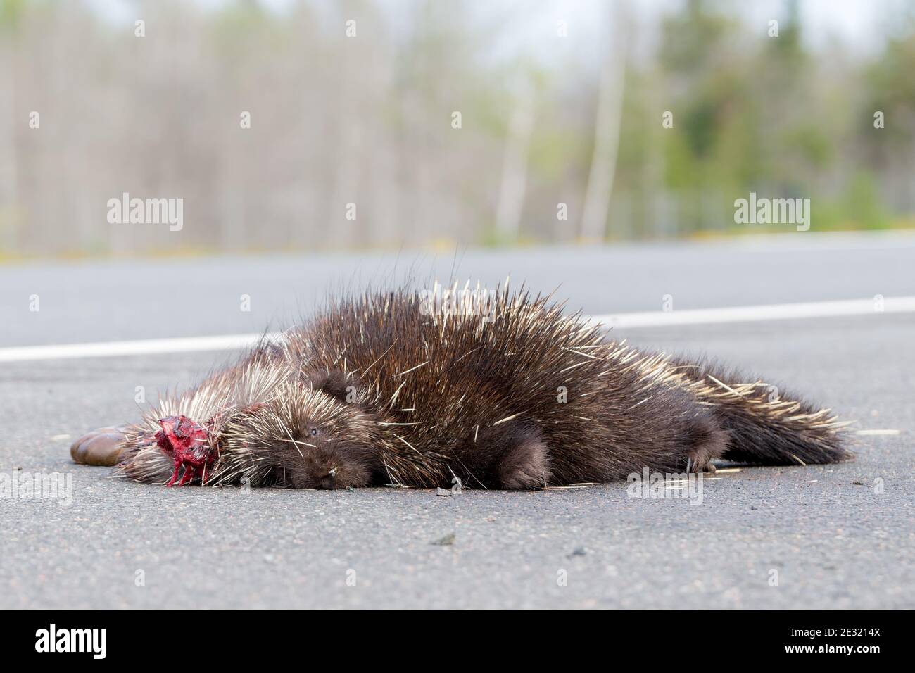 Dead porcupine on a road. There is blood by his head. View is from road level. A fly is on his nose. Focus is on his face. There is room for text. Stock Photo