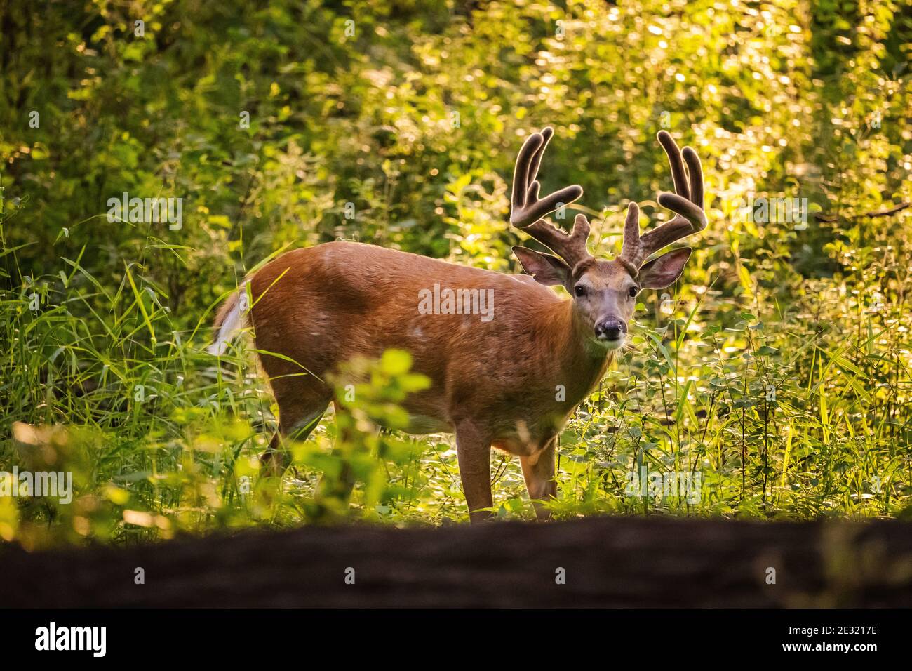 backlit male deer with large antlers at sunset in minnesota Stock Photo