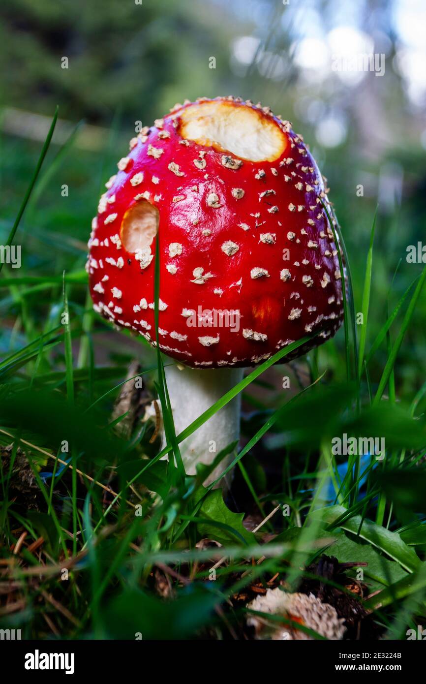 A poisonous red mushroom Amanita in the undergrowth Stock Photo