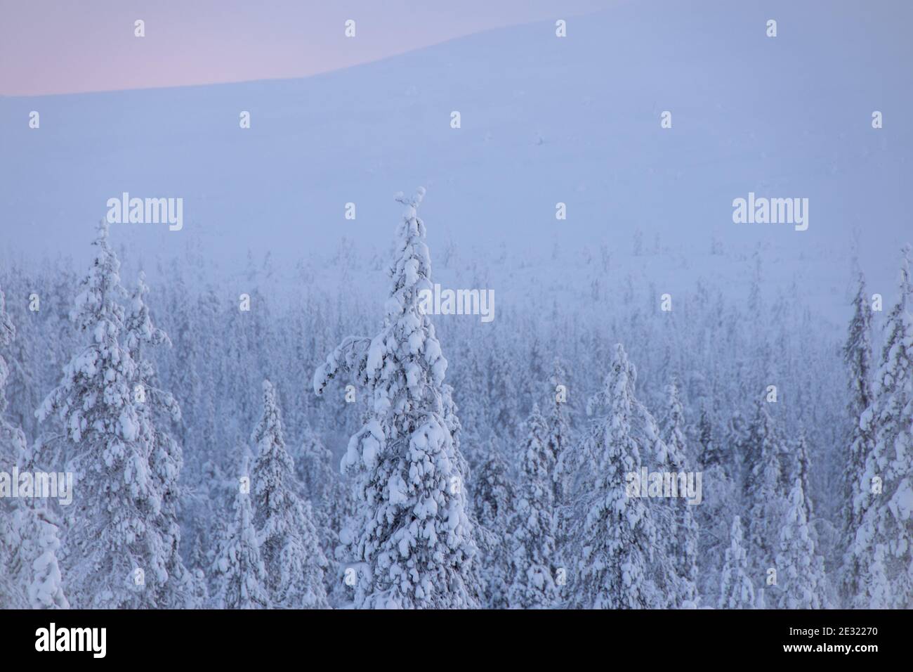 Snowy forest and fells in Finland's Lapland Stock Photo