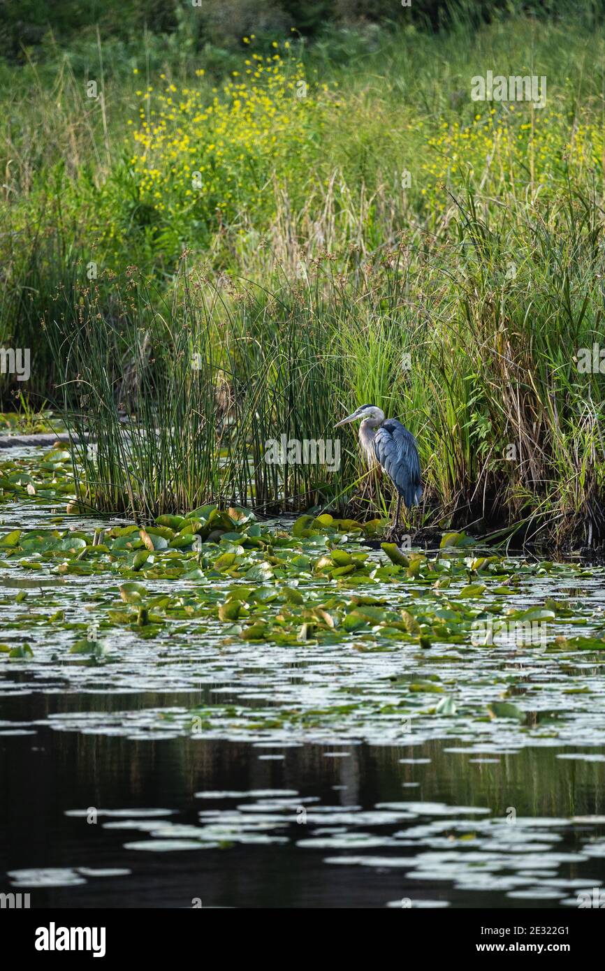 Tall grass wetland hi-res stock photography and images - Alamy