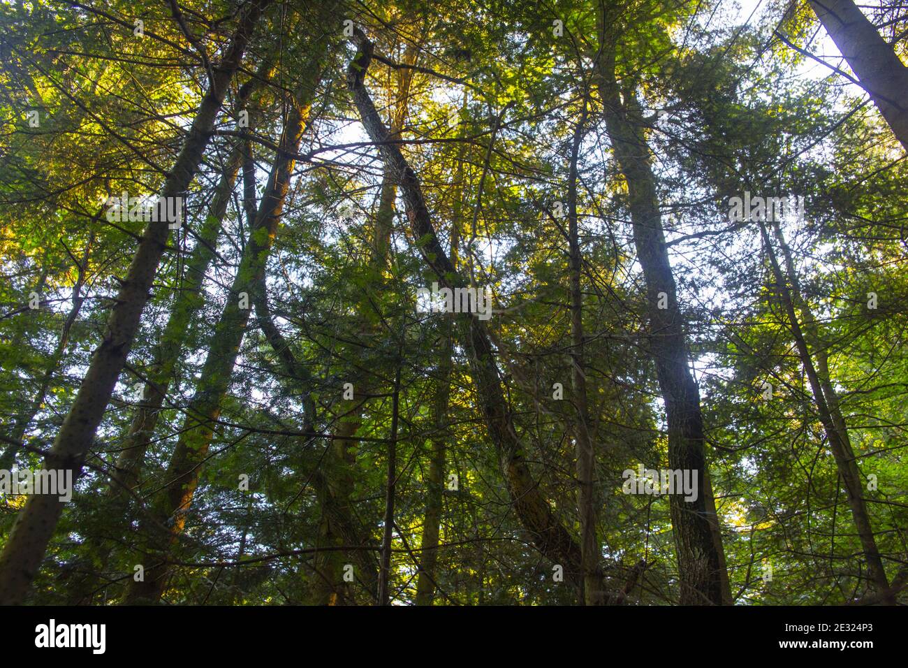 Low angle shot of tall autumn trees in the forest Stock Photo - Alamy