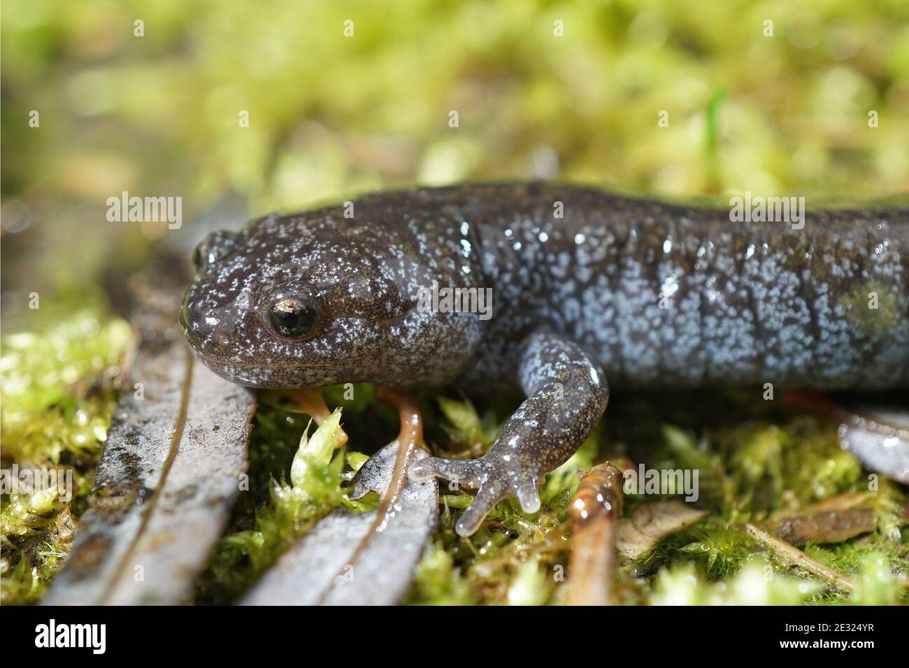 A colorfull blue dotted juvenile Tokyo Salamander, Hynobius tokyoensis ...