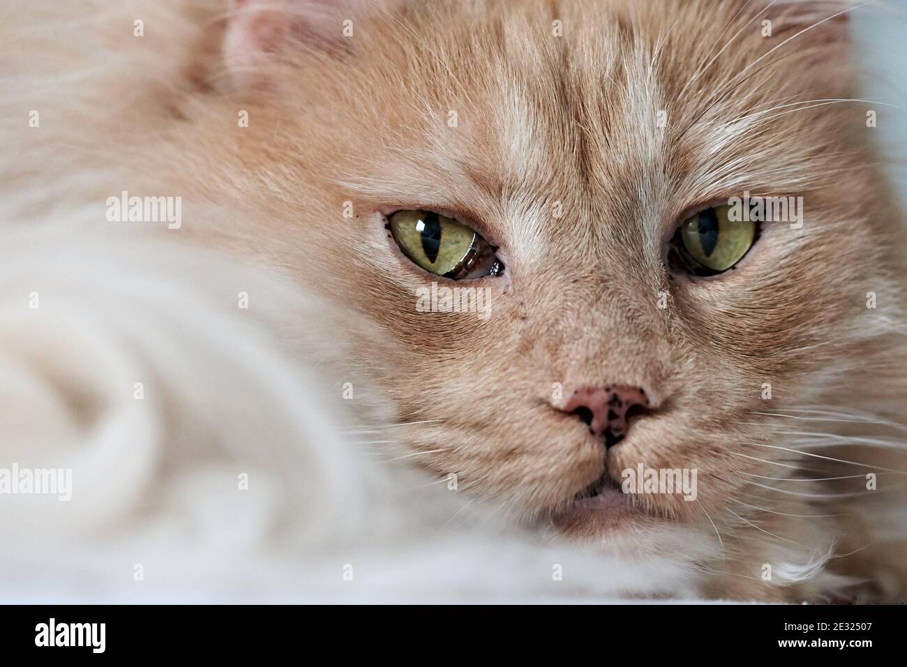 Portrait of a creme white Maine coon cat with black spots on the nose