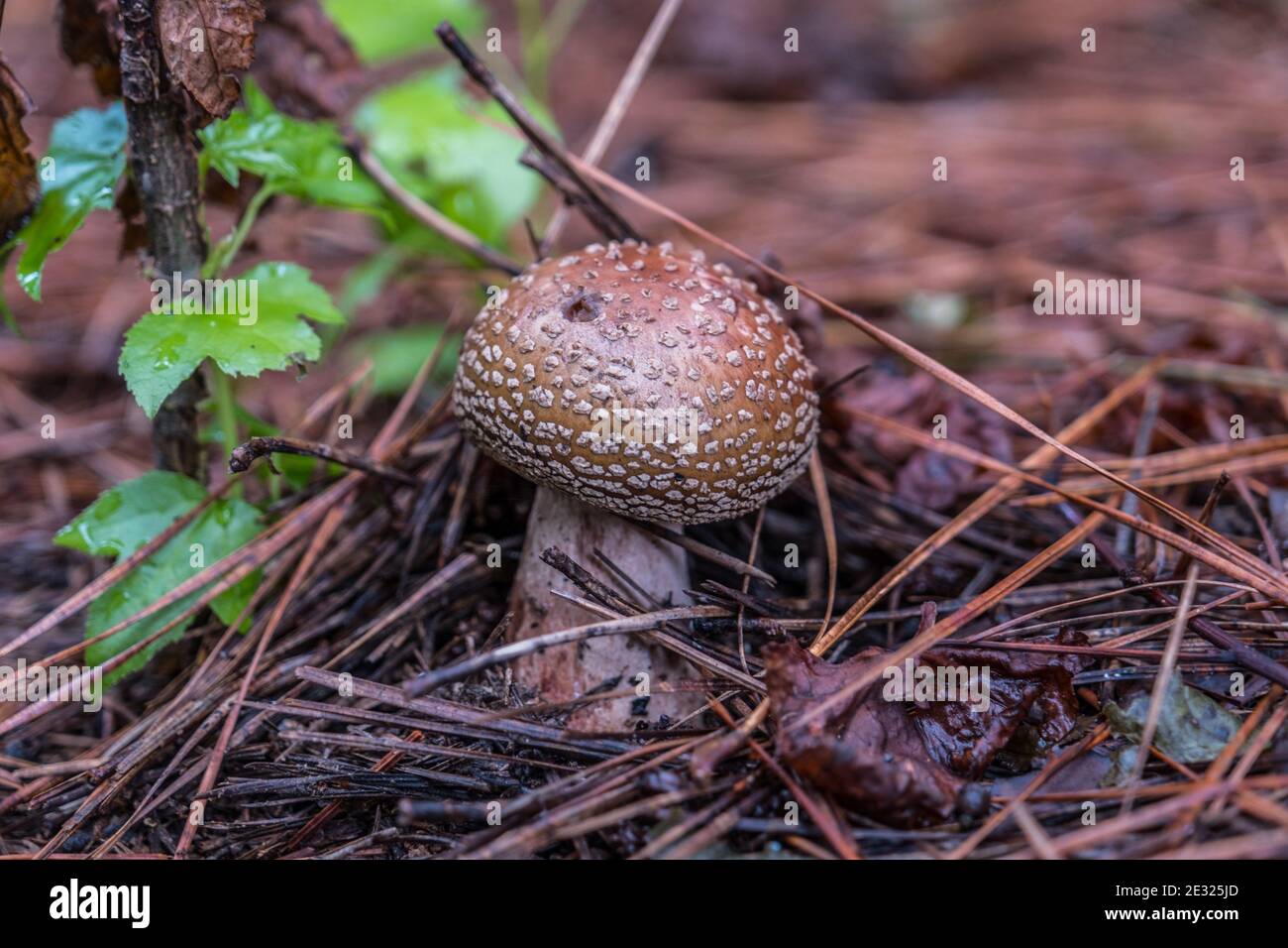 One dark orange speckled mushroom emerging from the forest floor surrounded by wet needles and decaying leaves in summertime Stock Photo