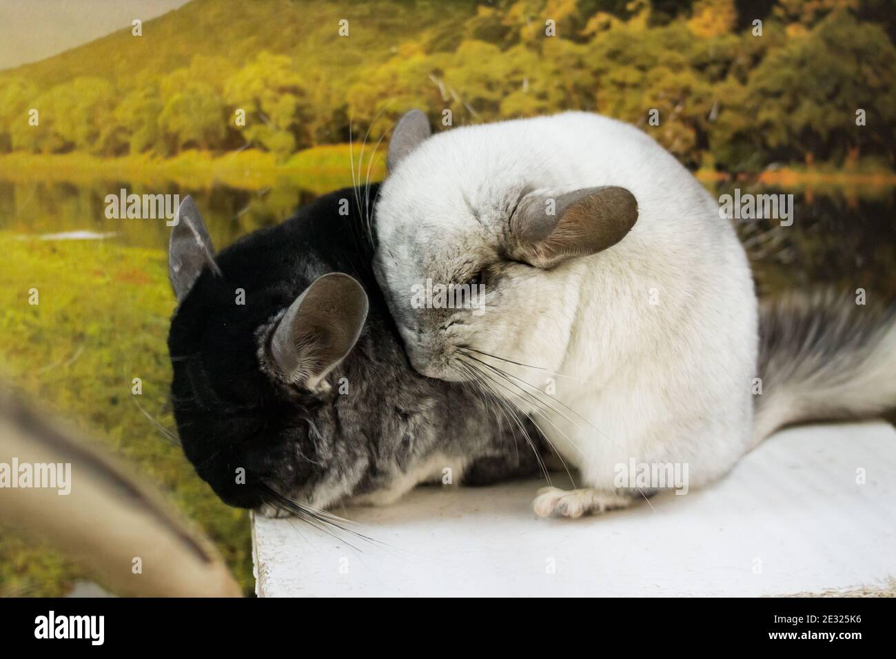Black and white chinchillas in a cage close up Stock Photo