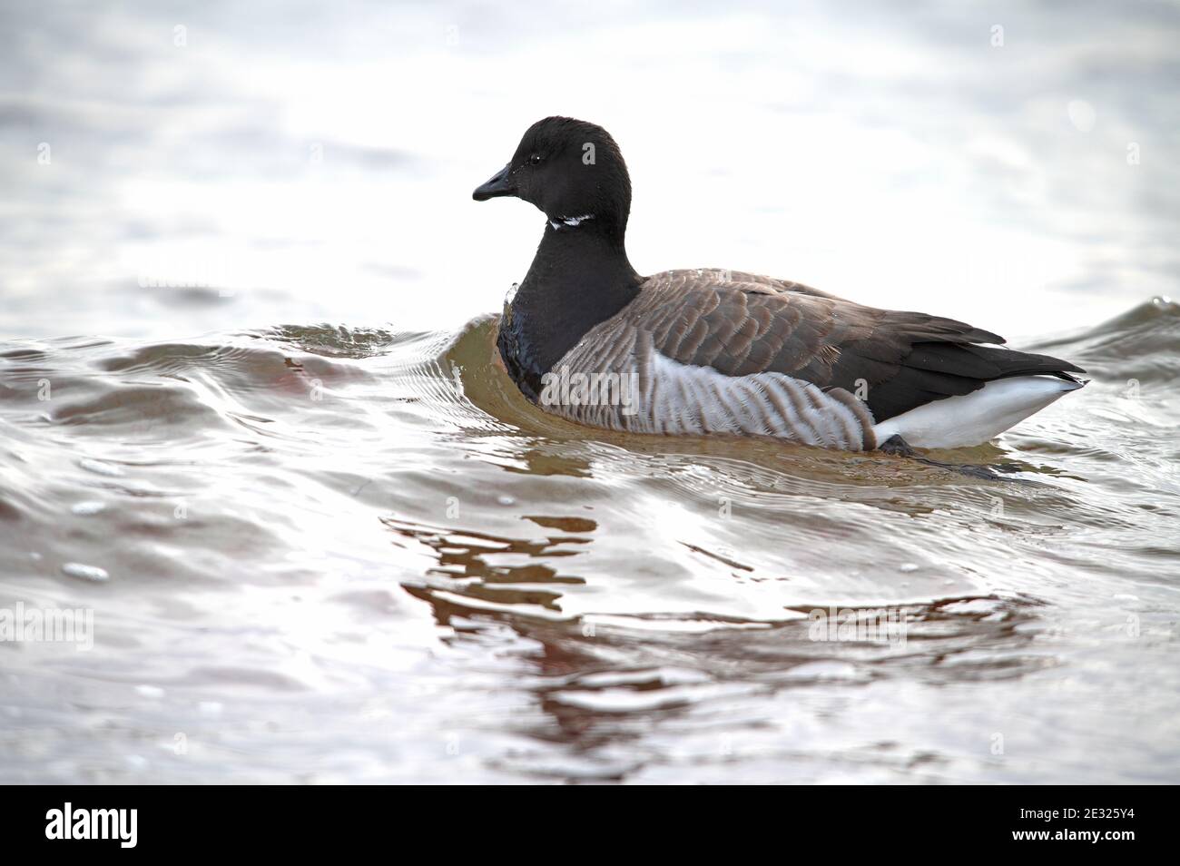 A Pale-bellied Brant wintering on the shores of Cape Cod, Massachusetts, USA Stock Photo