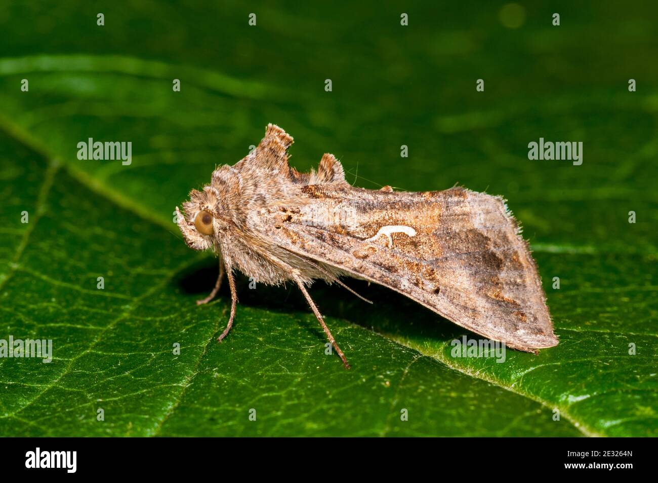 An adult silver Y moth (Autographa gamma) at rest on a leaf in a garden in Sowerby, Thirsk, North Yorkshire. July. Stock Photo