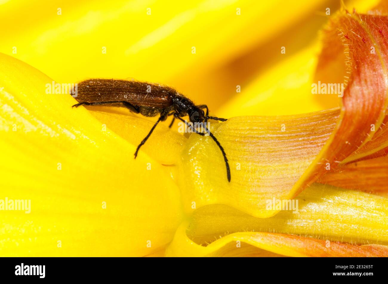 An adult darkling beetle (Lagria hirta) clambering over an evening