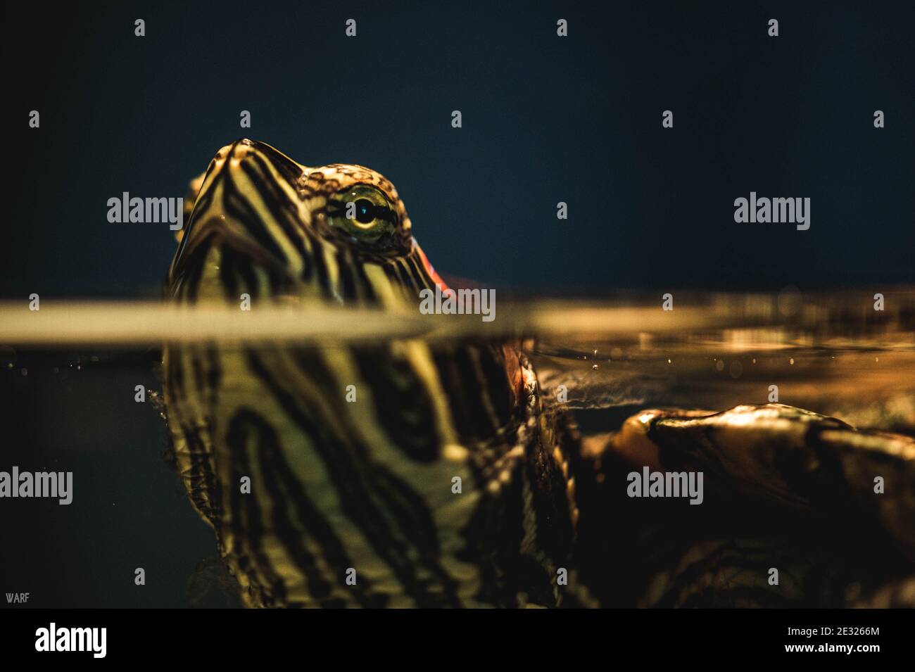 Microdetail hi-res stock photography and images - Alamy