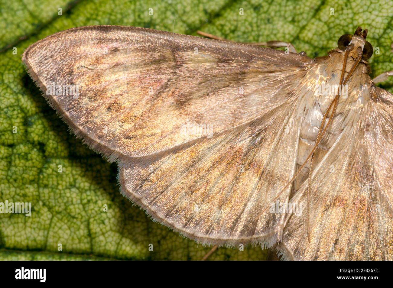 A close-up on the wing of an adult mother of pearl moth (Pleuroptya ruralis) at rest on a leaf in a garden in Sowerby, Thirsk, North Yorkshire. July. Stock Photo