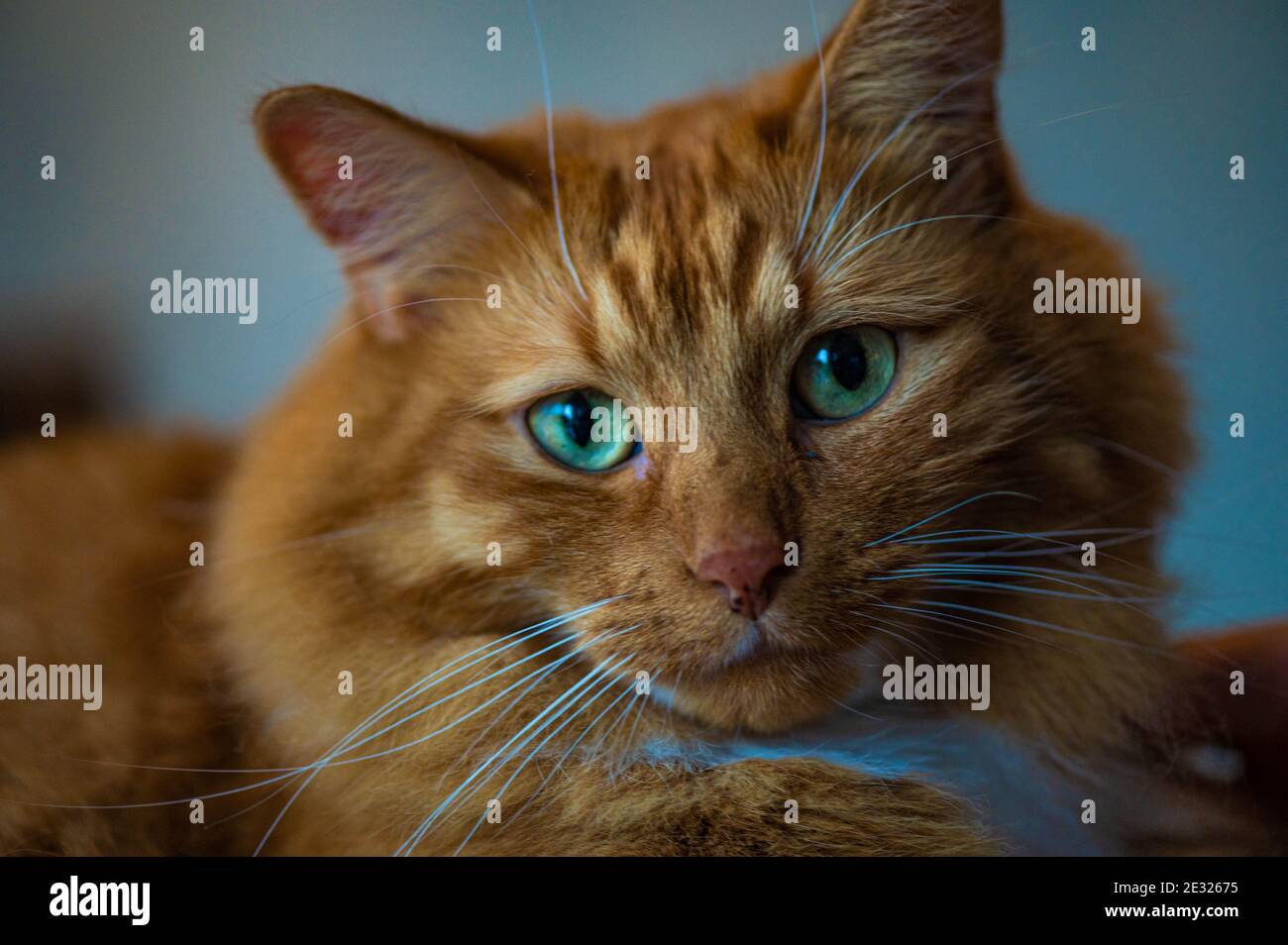 Cat Photography Stock Photo