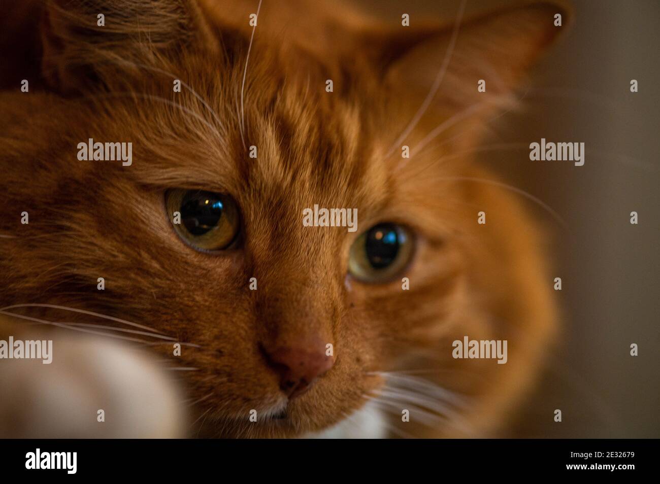 Cat Photography Stock Photo