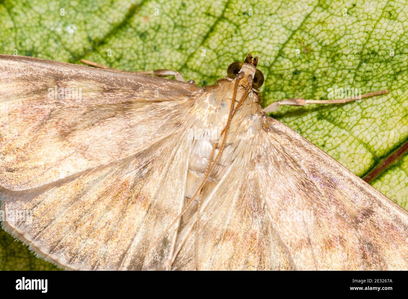 A close-up on the head of an adult mother of pearl moth (Pleuroptya ruralis) at rest on a leaf in a garden in Sowerby, Thirsk, North Yorkshire. July. Stock Photo