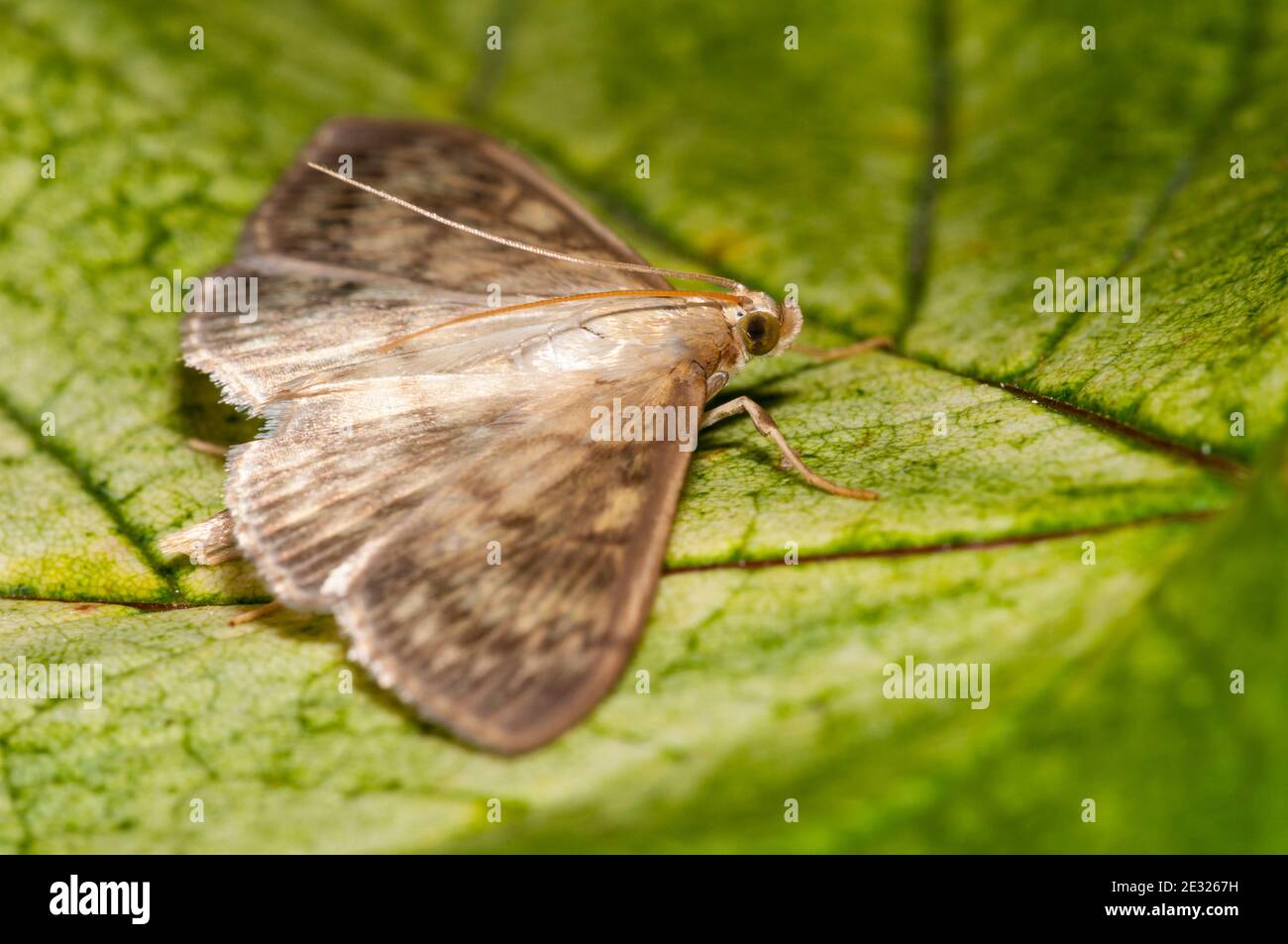 An adult mother of pearl moth (Pleuroptya ruralis) at rest on a leaf in a garden in Sowerby, Thirsk, North Yorkshire. July. Stock Photo