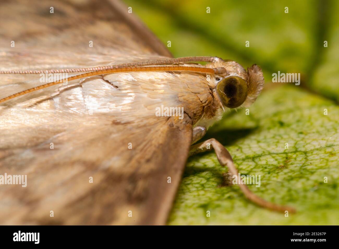 A close-up on the head of an adult mother of pearl moth (Pleuroptya ruralis) at rest on a leaf in a garden in Sowerby, Thirsk, North Yorkshire. July. Stock Photo