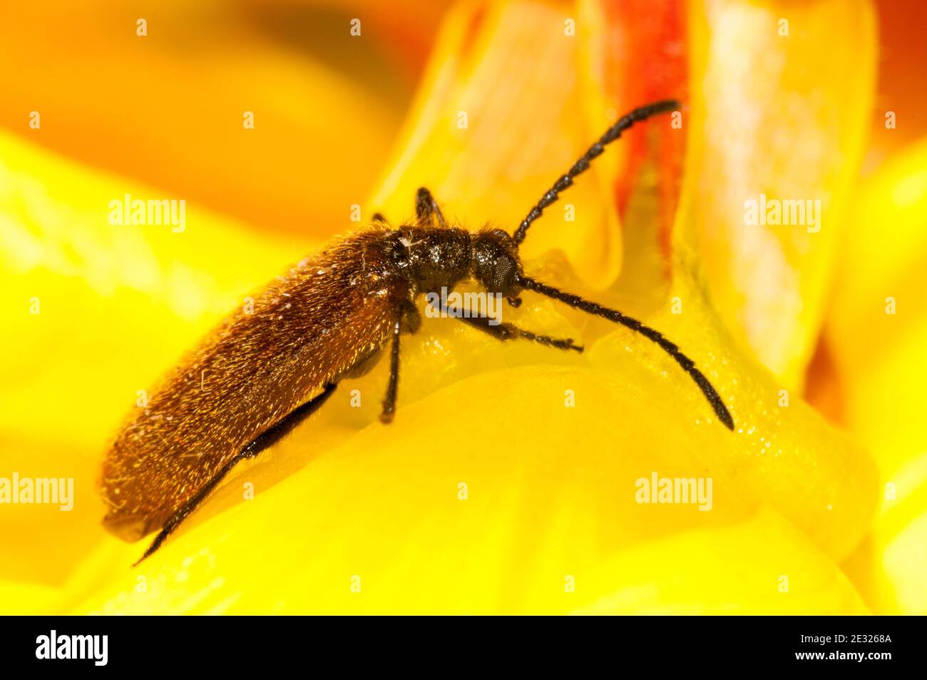 An adult darkling beetle (Lagria hirta) clambering over an evening primrose flower in a garden in Sowerby, Thirsk, North Yorkshire. July. Stock Photo