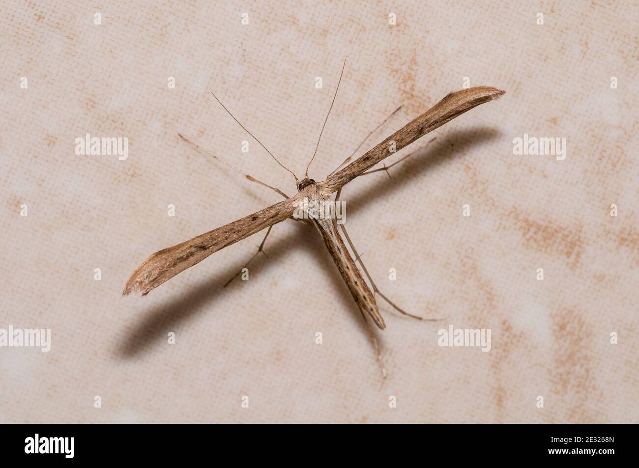 An adult plume moth (Stenoptilia bipunctidactyla) in a house in Sowerby, Thirsk, North Yorkshire. July. Stock Photo
