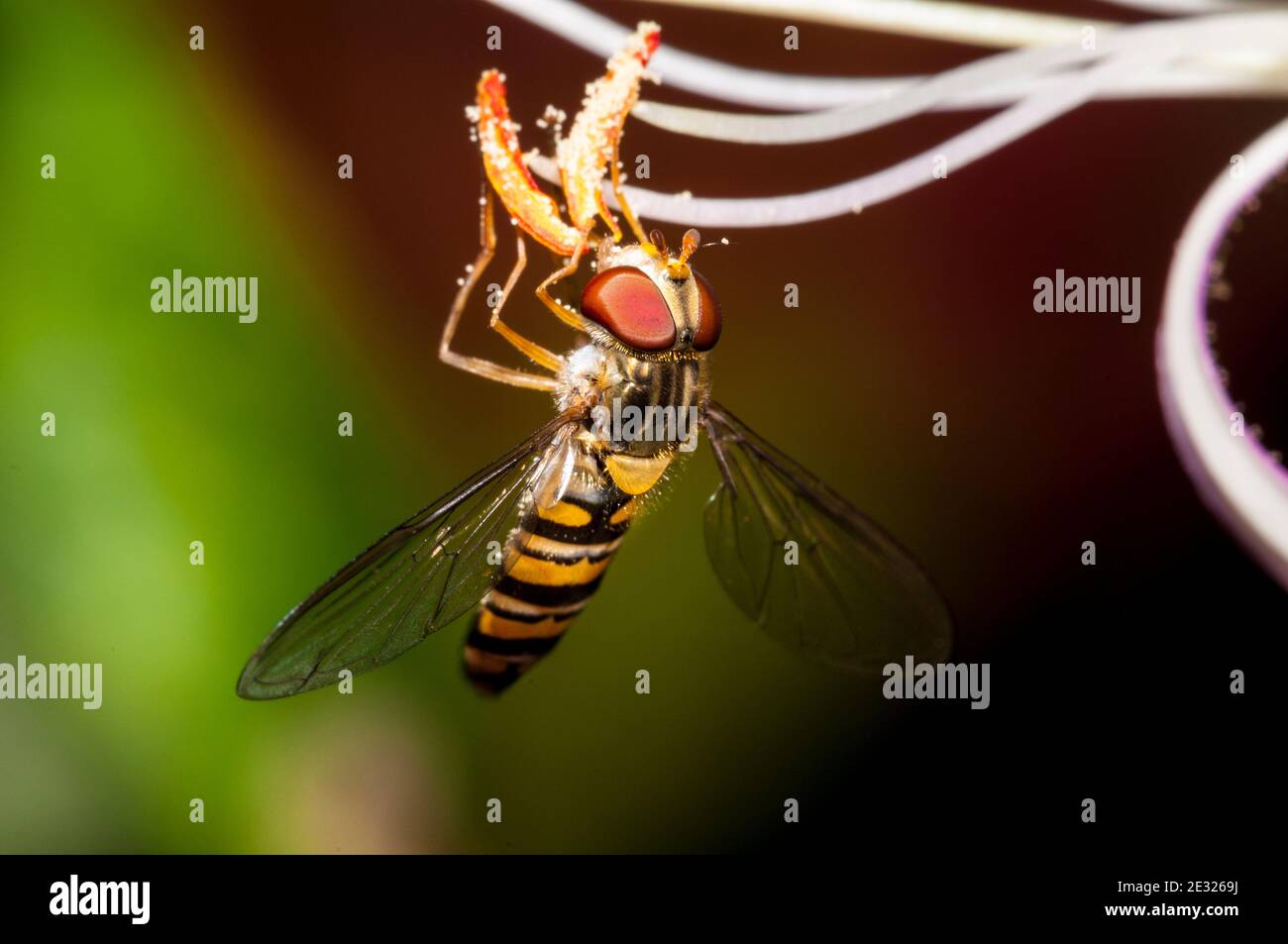An adult marmalade hoverfly (Episyrphus balteatus) feeding on honeysuckle in a garden in Sowerby, Thirsk, North Yorkshire. July. Stock Photo