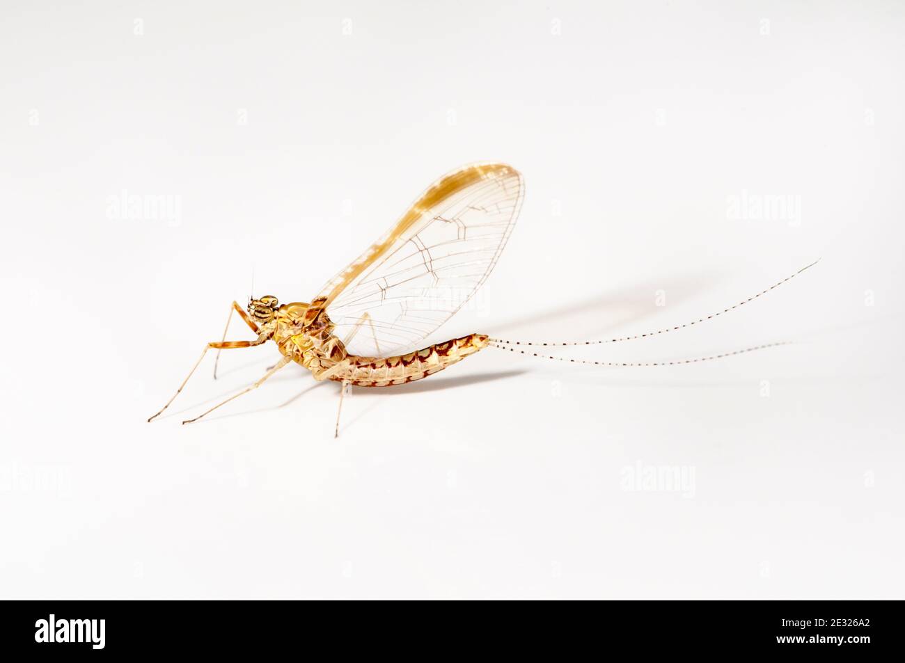 A spinner of the pond olive mayfly (Cloeon dipterum) photographed on a white background in Sowerby, Thirsk, North Yorkshire. July. Stock Photo