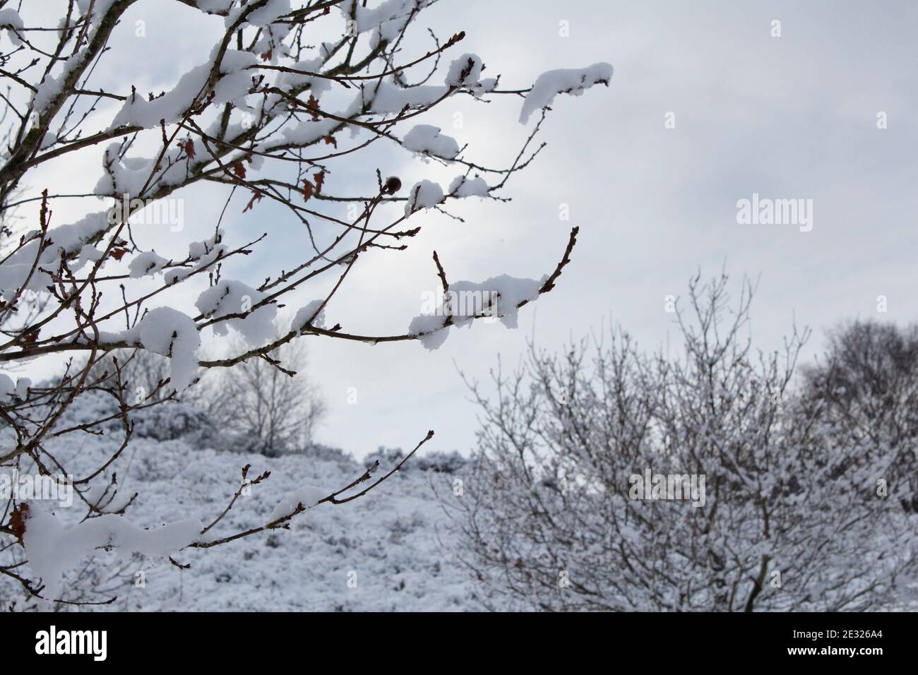 Snow on branches of trees, Hednesford Hills, Cannock Chase Stock Photo