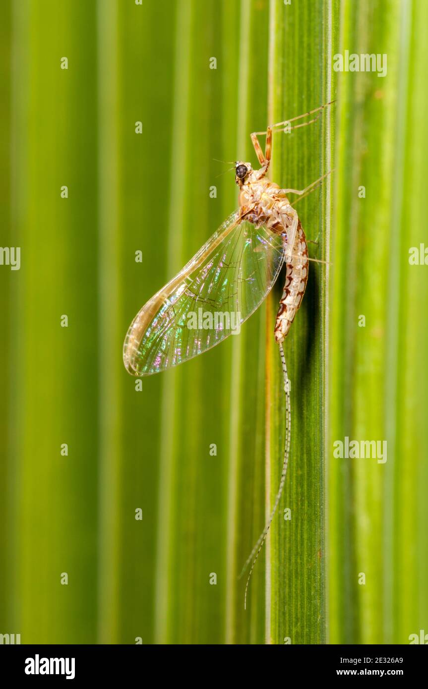 A spinner of the pond olive mayfly (Cloeon dipterum) perched on a leaf in a garden in Sowerby, Thirsk, North Yorkshire. July. Stock Photo