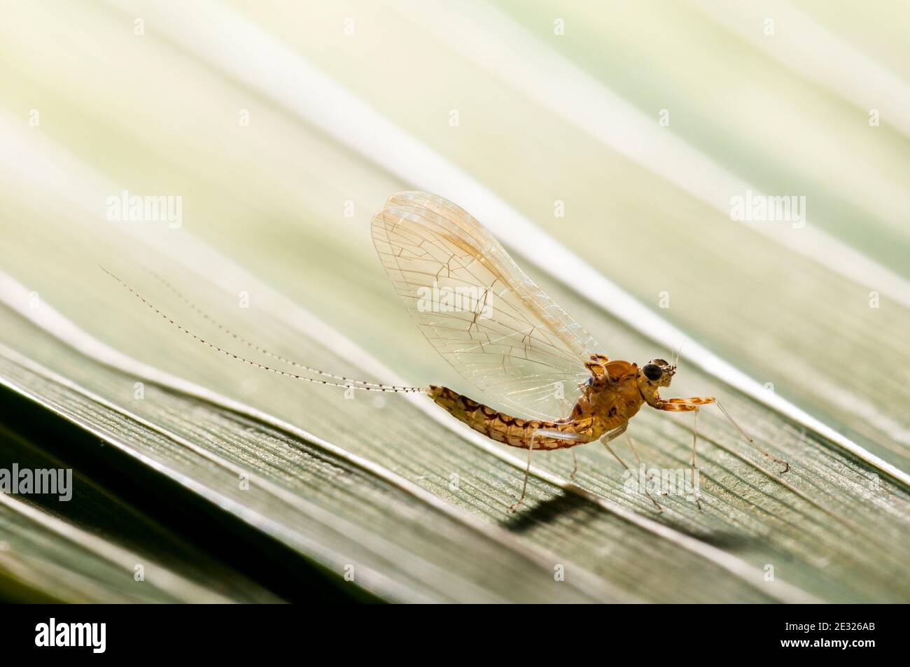 A spinner of the pond olive mayfly (Cloeon dipterum) perched on a leaf in a garden in Sowerby, Thirsk, North Yorkshire. July. Stock Photo