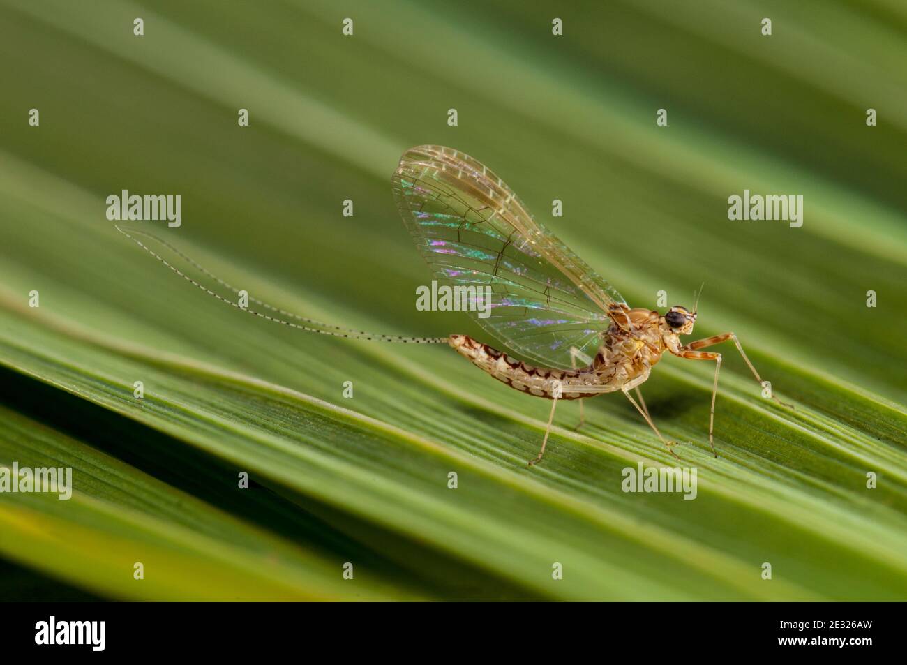 A spinner of the pond olive mayfly (Cloeon dipterum) perched on a leaf in a garden in Sowerby, Thirsk, North Yorkshire. July. Stock Photo