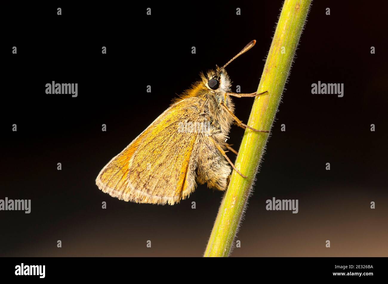 An adult female small skipper butterfly (Thymelicus lineola) laying eggs (ovipositing) on a plant stem at Tranmire Bog, Wheeldale, in the North York M Stock Photo