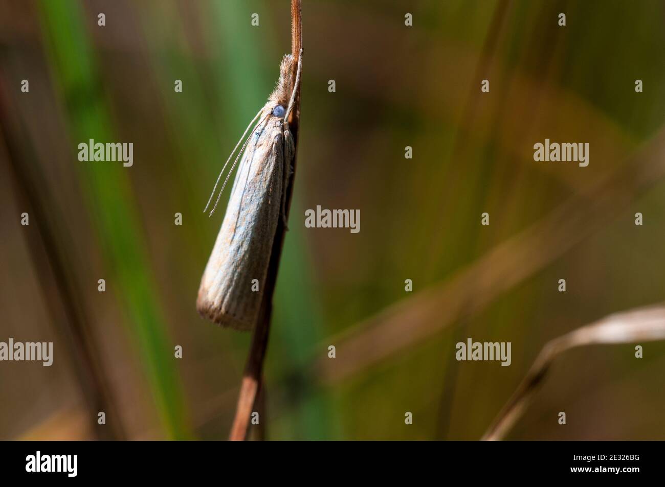 An adult grass moth (Agriphila straminella) clinging to a grass stem at Tranmire Bog, Wheeldale, in the North York Moors National Park. July. Stock Photo
