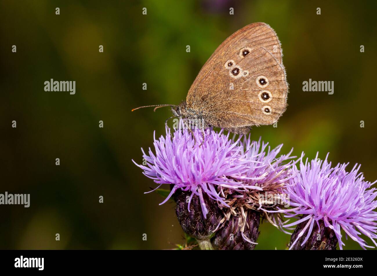 An adult ringlet butterfly (Aphantopus hyperantus) nectaring on a knapweed flower at Tranmire Bog, Wheeldale, in the North York Moors National Park. J Stock Photo