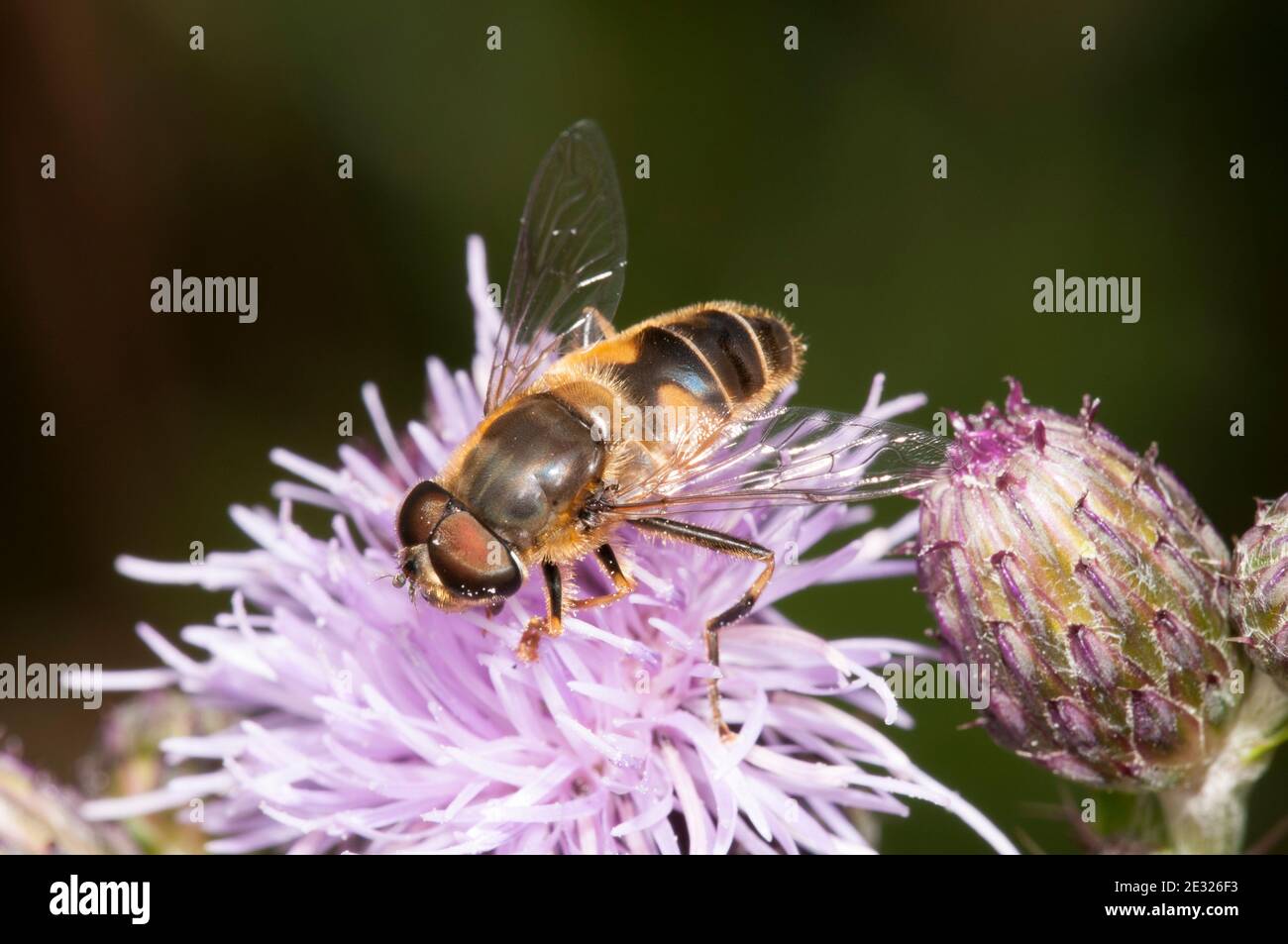 An adult drone-fly (Eristalis tenax) nectaring on a knapweed flower at Tranmire Bog, Wheeldale, in the North York Moors National Park. July. Stock Photo