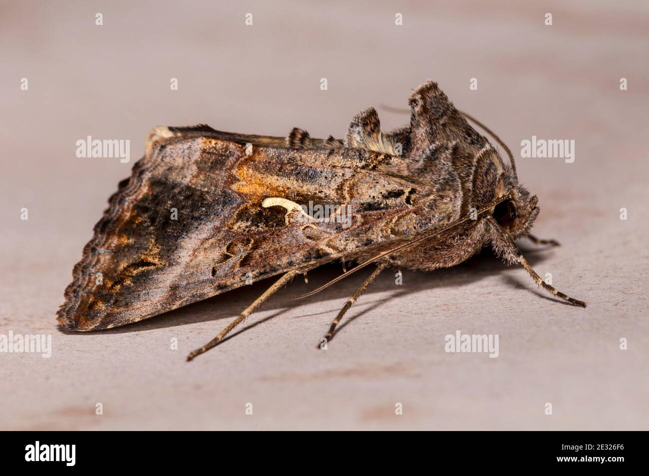 An adult silver y moth (Autographa gamma) in a house in Sowerby, North Yorkshire. July. Stock Photo